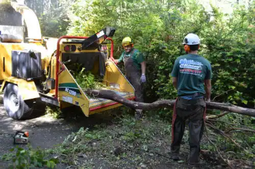 tree services Samsula-Spruce Creek